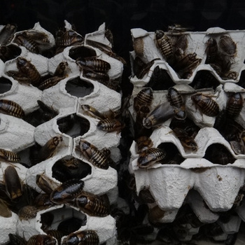 Šváb argentinský Blaptica dubia z Brna
