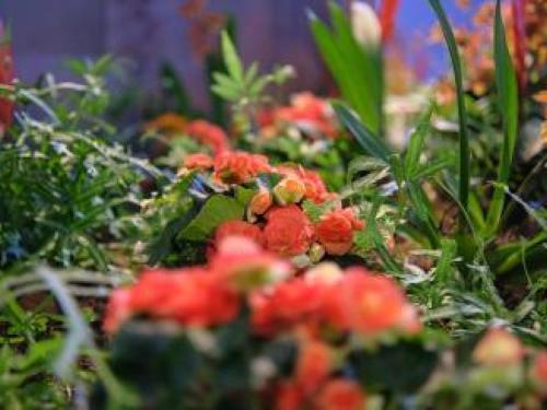 Plakát události Zájezd: Flora Olomouc 2025 | Kuřim