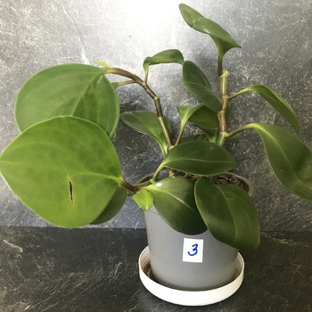Peperomia obtusifolia - jde o rostlinu, co čistí vzduch od škodlivých nečistot v interiéru.