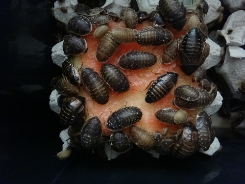 šváb argentinský Blaptica dubia z Kolonie BLABERUS v Brně do celé ČR