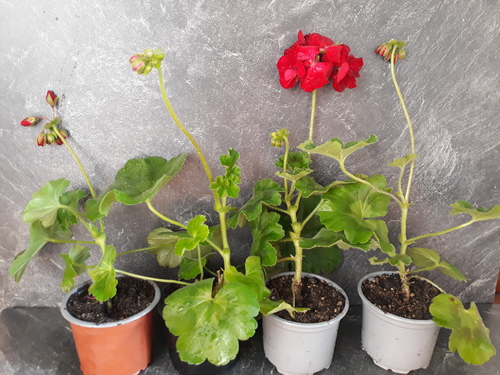 Pelargonie červeně kvetoucí.