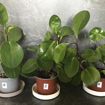 Peperomia obtusifolia - jde o rostlinu, co čistí vzduch od škodlivých nečistot v interiéru.