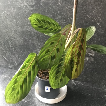 Maranta  Leuconeura  Fascinator - E book 