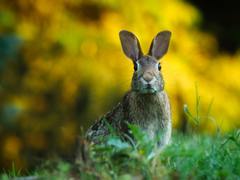 Do Česka dorazila myxomatóza – virové onemocnění, které postihuje zajíce a králíky