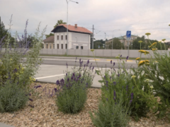 Židlochovice vysadily v minulém roce desítky stromů