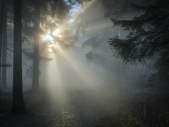 Na místech zasažených kůrovcem začíná díky brigádníkům růst nový les