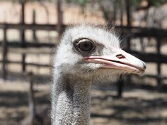 Vloupání do chaty v Říčanech na Rosicku: zloděj ukradl mládě pštrosa, ostatní zvířata vypustil do okolí