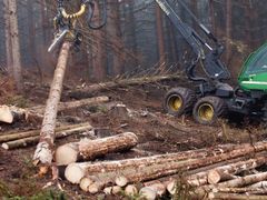 Kůrovec nutí k nadměrné těžbě dřeva, stavební odbor eviduje zájemce o výkup