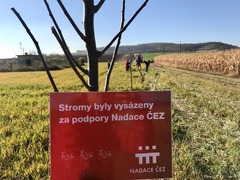Granty Nadace ČEZ na výsadbu stromů a stavbu osvětlených přechodů jsou otevřeny