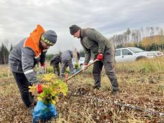 Energetici z Dukovan vysadili téměř 1500 sazenic dubů ve vysychající lokalitě Heraltice na Vysočině