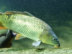 Rybáři chystají výlov Vrkoče