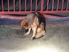 Týranou fenku někdo přivázal k bráně JZD na Vyškovsku. Veterináři ji museli utratit