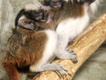 Tamaríni pinčí v Zoo Hodonín mají dvě mláďata
