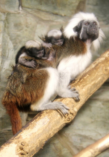 tamaríni pinčí IMG_2738.jpg