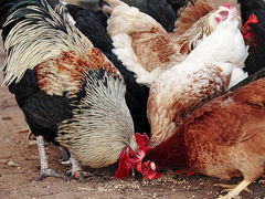V Břeclavi byla potvrzena ptačí chřipka. Státní veterinární správa vydává doporučení chovatelům